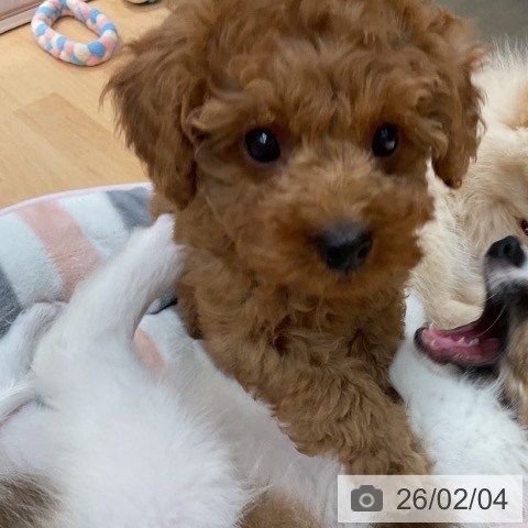 トイ・プードルの写真