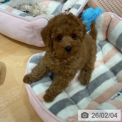 トイ・プードルの写真