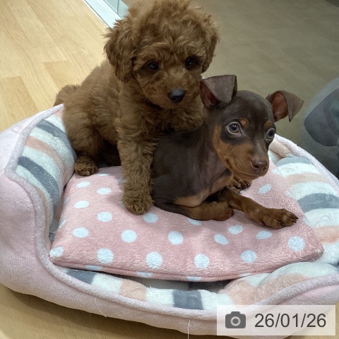 石川県のトイプードル(トイ) (ペットプラス 新小松店/2025年11月20日生まれ/男の子/レッド)の子犬の4枚目の画像