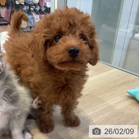 愛知県のトイプードル(トイ) (ペットプラス 岡崎店/2025年11月20日生まれ/男の子/レッド)の子犬の4枚目の画像