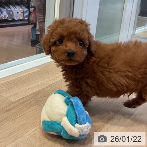 愛知県のトイプードル(トイ) (ペットプラス 岡崎店/2025年11月20日生まれ/男の子/レッド)の子犬の3枚目の画像