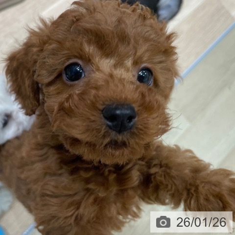 愛知県のトイプードル(トイ) (ペットプラス 則武新町店/2025年11月20日生まれ/女の子/レッド)の子犬の3枚目の画像