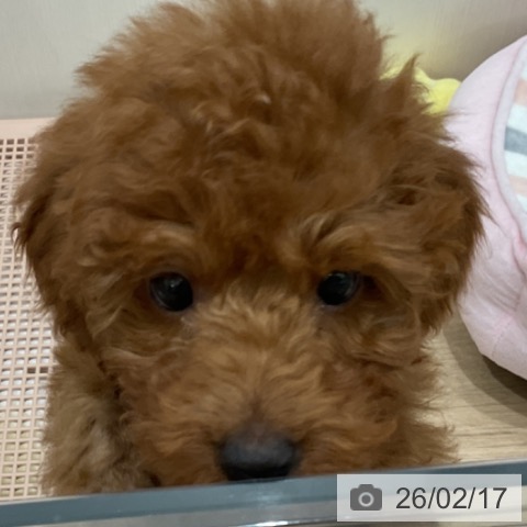 愛知県のトイプードル(トイ) (ペットプラス 東浦店/2025年11月20日生まれ/女の子/レッド)の子犬の3枚目の画像