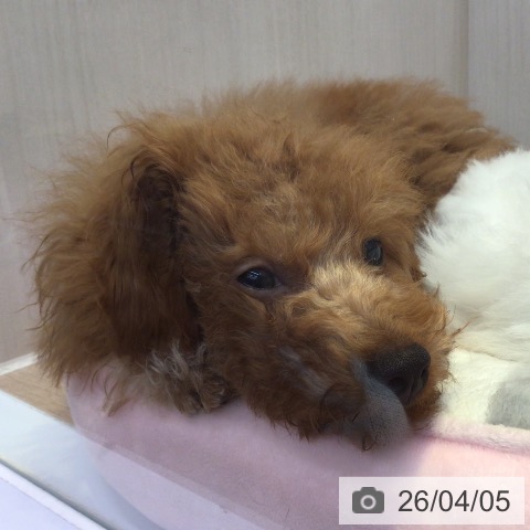 富山県のトイプードル(トイ) (ペットプラス となみ店/2025年11月20日生まれ/女の子/レッド)の子犬の4枚目の画像