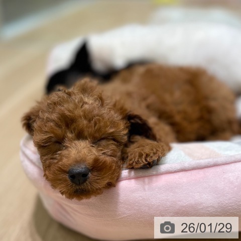 愛知県のトイプードル(トイ) (ペットプラス 東浦店/2025年11月20日生まれ/女の子/レッド)の子犬の3枚目の画像