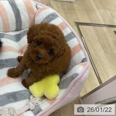 愛知県のトイプードル(トイ) (ペットプラス mozoワンダーシティ店/2025年11月20日生まれ/女の子/レッド)の子犬の3枚目の画像