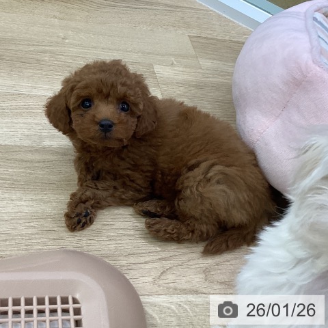 愛知県のトイプードル(トイ) (ペットプラス mozoワンダーシティ店/2025年11月20日生まれ/女の子/レッド)の子犬の3枚目の画像