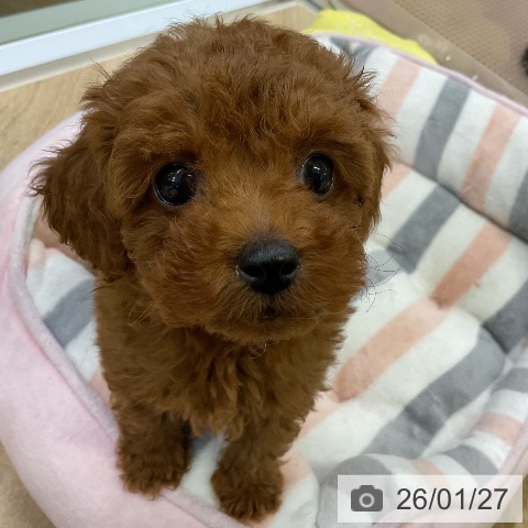 愛知県のトイプードル(トイ) (ペットプラス mozoワンダーシティ店/2025年11月20日生まれ/女の子/レッド)の子犬の3枚目の画像