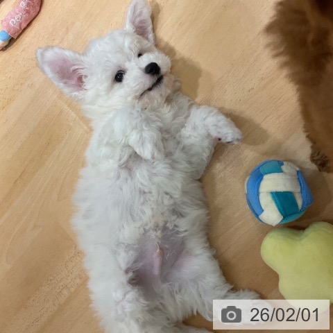 ビション・フリーゼの写真