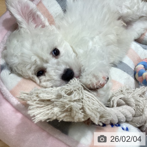 ビション・フリーゼの写真