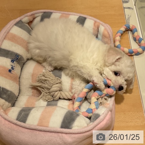 石川県のビションフリーゼ (ペットプラス 新小松店/2025年11月21日生まれ/男の子/ホワイト)の子犬の4枚目の画像