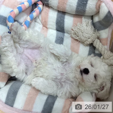 石川県のビションフリーゼ (ペットプラス 新小松店/2025年11月21日生まれ/男の子/ホワイト)の子犬の3枚目の画像