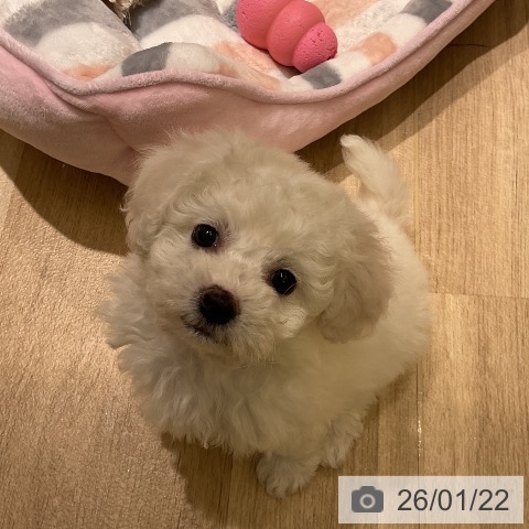 愛知県のビションフリーゼ (ペットプラス イオンモール豊川店/2025年11月21日生まれ/男の子/ホワイト)の子犬の4枚目の画像