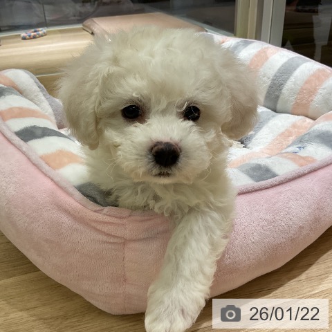愛知県のビションフリーゼ (ペットプラス イオンモール豊川店/2025年11月21日生まれ/男の子/ホワイト)の子犬の3枚目の画像
