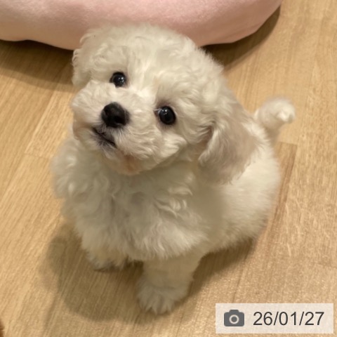 愛知県のビションフリーゼ (ペットプラス 則武新町店/2025年11月21日生まれ/男の子/ホワイト)の子犬の4枚目の画像