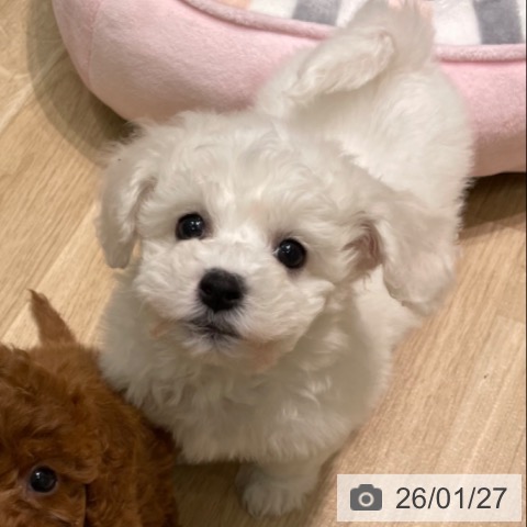 愛知県のビションフリーゼ (ペットプラス 則武新町店/2025年11月21日生まれ/男の子/ホワイト)の子犬の3枚目の画像
