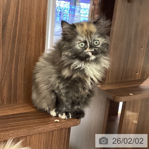 ラガマフィンの写真