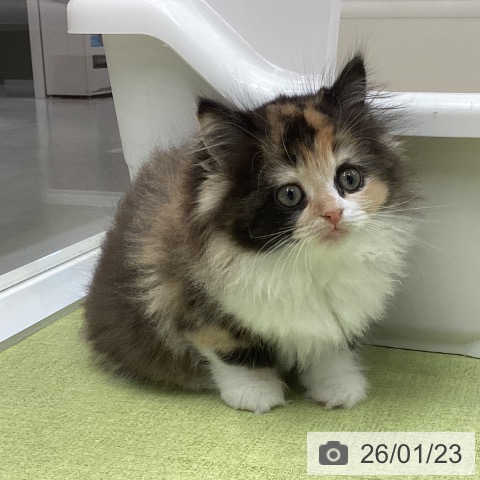 石川県のラガマフィン (ペットプラス 白山店/2025年11月17日生まれ/女の子/キャリコ)の子猫の3枚目の画像