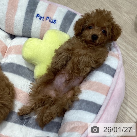 トイ・プードルの写真