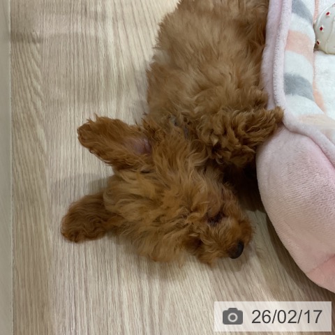 トイ・プードルの写真