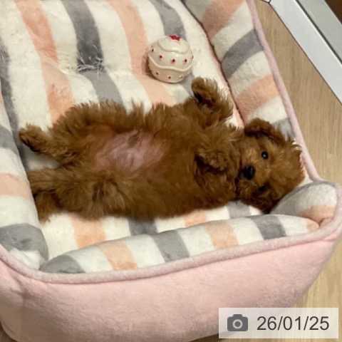 愛知県のトイプードル(トイ) (ペットプラス イオンモール長久手店/2025年11月11日生まれ/男の子/オレンジフォーン)の子犬の4枚目の画像