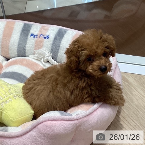 愛知県のトイプードル(トイ) (ペットプラス イオンモール長久手店/2025年11月11日生まれ/男の子/オレンジフォーン)の子犬の3枚目の画像