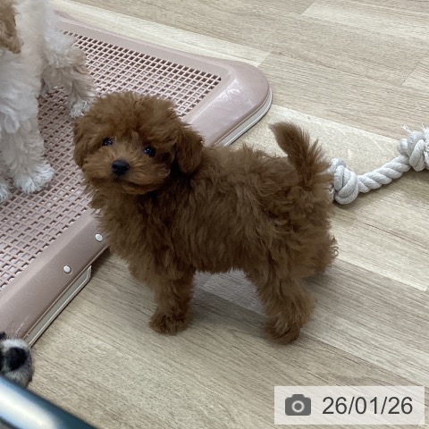 トイ・プードルの写真