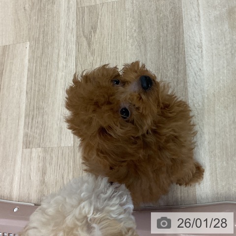 トイ・プードルの写真