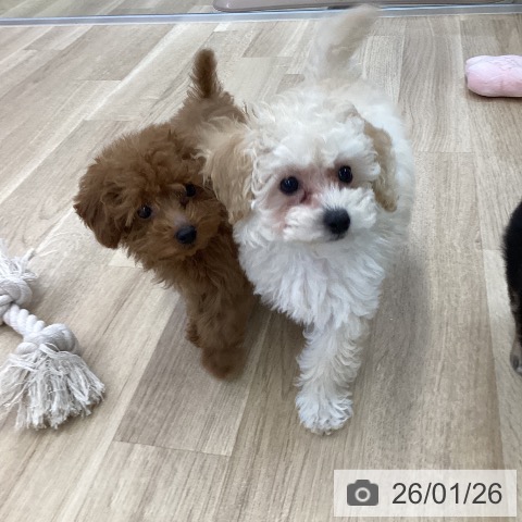 トイ・プードルの写真