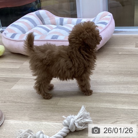 トイ・プードルの写真