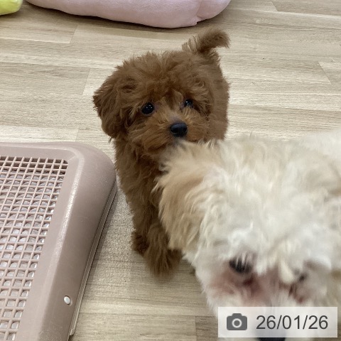 愛知県のトイプードル(トイ) (ペットプラス mozoワンダーシティ店/2025年11月11日生まれ/男の子/レッドフォーン)の子犬の4枚目の画像