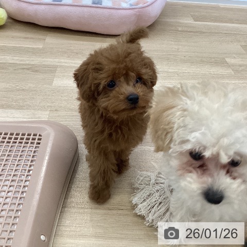 愛知県のトイプードル(トイ) (ペットプラス mozoワンダーシティ店/2025年11月11日生まれ/男の子/レッドフォーン)の子犬の3枚目の画像