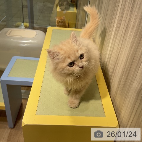 愛知県のスコティッシュフォールド (ペットプラス ナゴヤドーム前店/2025年11月20日生まれ/女の子/クリームタビー)の子猫の4枚目の画像