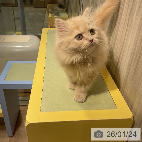 愛知県のスコティッシュフォールド (ペットプラス ナゴヤドーム前店/2025年11月20日生まれ/女の子/クリームタビー)の子猫の3枚目の画像