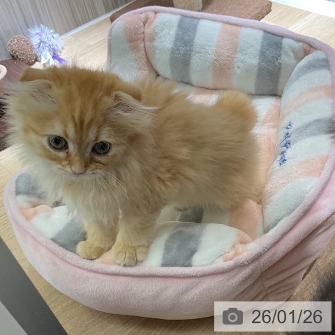 愛知県のスコティッシュフォールド (ペットプラス イオンモール豊川店/2025年11月20日生まれ/女の子/レッドタビー)の子猫の4枚目の画像