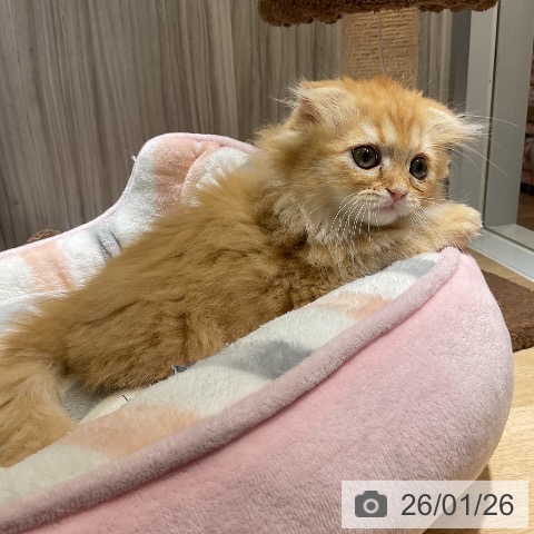 愛知県のスコティッシュフォールド (ペットプラス イオンモール豊川店/2025年11月20日生まれ/女の子/レッドタビー)の子猫の3枚目の画像