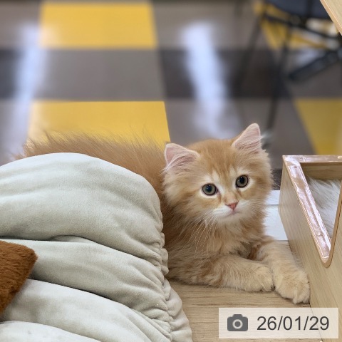 岐阜県のミヌエット (ペットプラス 光ケ丘店/2025年11月20日生まれ/男の子/レッドタビー)の子猫の4枚目の画像