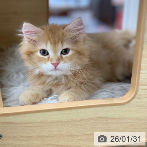 岐阜県のミヌエット (ペットプラス 光ケ丘店/2025年11月20日生まれ/男の子/レッドタビー)の子猫の4枚目の画像