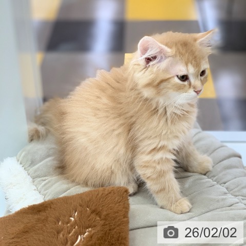 岐阜県のミヌエット (ペットプラス 光ケ丘店/2025年11月20日生まれ/男の子/レッドタビー)の子猫の4枚目の画像