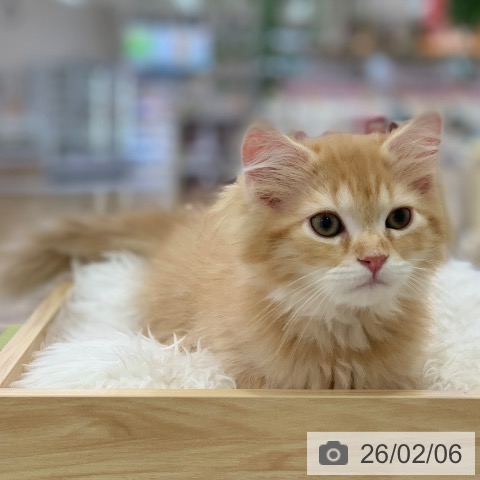 岐阜県のミヌエット (ペットプラス 光ケ丘店/2025年11月20日生まれ/男の子/レッドタビー)の子猫の4枚目の画像