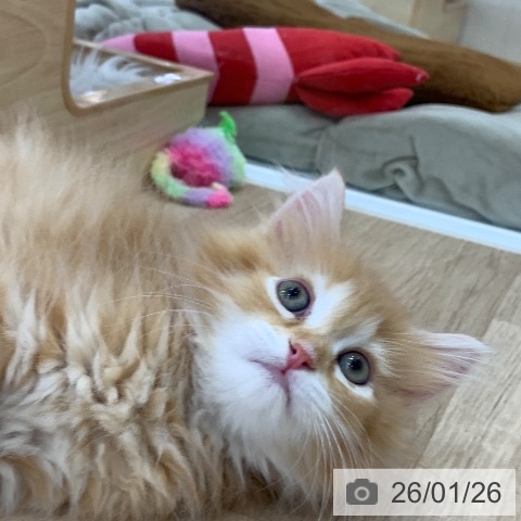 岐阜県のミヌエット (ペットプラス 光ケ丘店/2025年11月20日生まれ/男の子/レッドタビー)の子猫の3枚目の画像