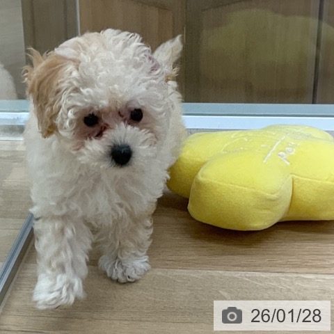 トイ・プードルの写真