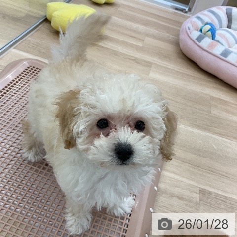 トイ・プードルの写真