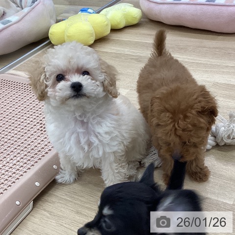 トイ・プードルの写真