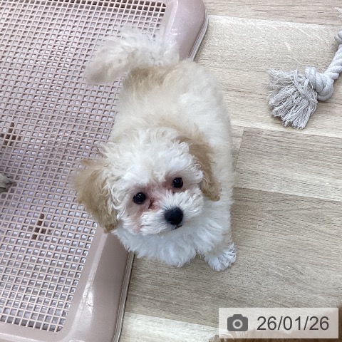 愛知県のトイプードル(トイ) (ペットプラス mozoワンダーシティ店/2025年11月21日生まれ/男の子/クリーム)の子犬の4枚目の画像