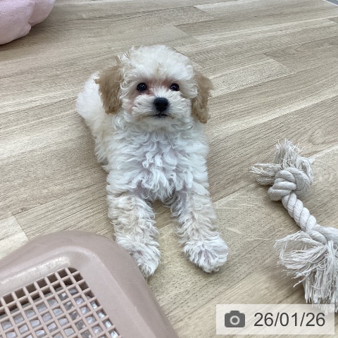 愛知県のトイプードル(トイ) (ペットプラス mozoワンダーシティ店/2025年11月21日生まれ/男の子/クリーム)の子犬の4枚目の画像