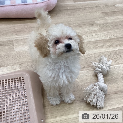 愛知県のトイプードル(トイ) (ペットプラス mozoワンダーシティ店/2025年11月21日生まれ/男の子/クリーム)の子犬の3枚目の画像