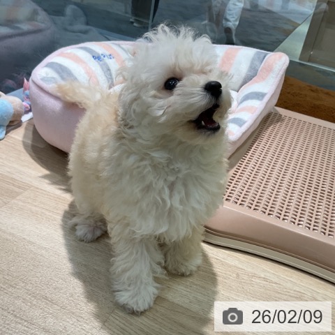 トイ・プードルの写真