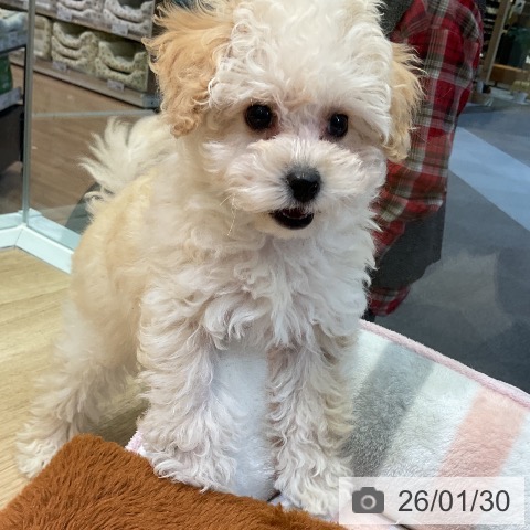 愛知県のトイプードル(トイ) (ペットプラス 岡崎店/2025年11月21日生まれ/男の子/クリーム)の子犬の3枚目の画像