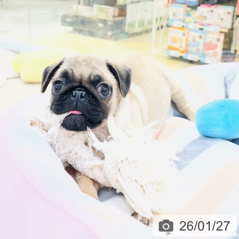 愛知県のパグ (ペットプラス 豊田店/2025年11月23日生まれ/男の子/フォーン)の子犬の3枚目の画像